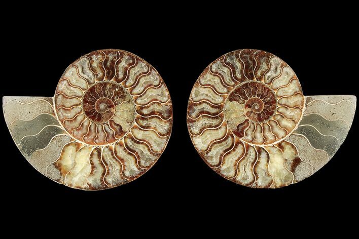 Agatized, Cut & Polished Ammonite Fossil - Madagasar #184295